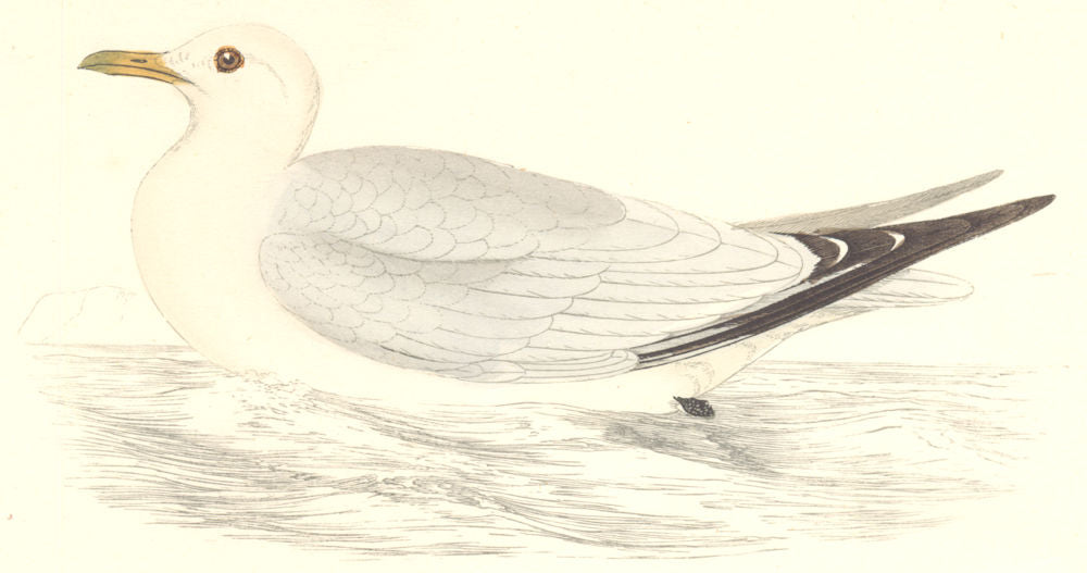 BIRDS. Kittiwake. Found in Europe. Africa. Asia (Morris) 1880 old print